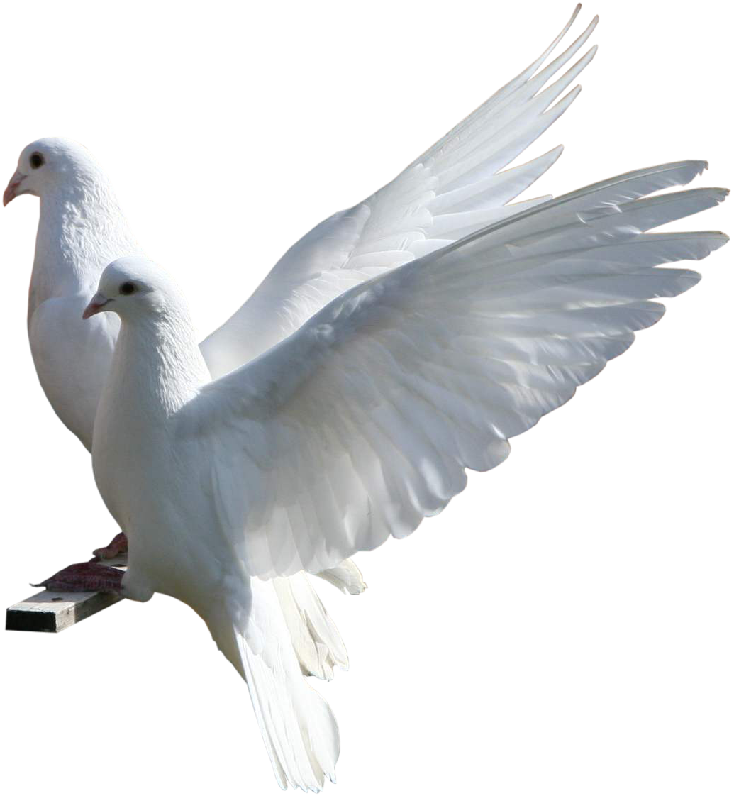 صور طيور Birds مفرغة الخلفية دقة عالية PNG للتصاميم الاسلامية ج